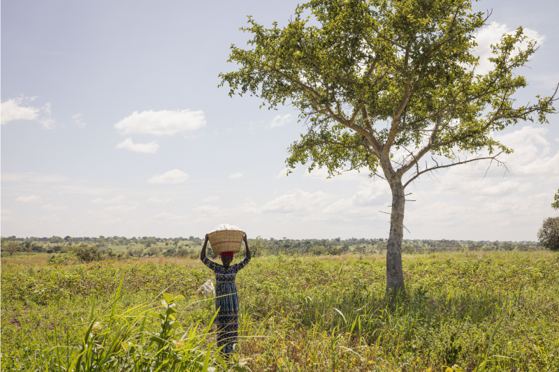 Cotton that connects: Natural irrigation in northern Uganda and its journey into our workwear - Cotton that connects: Natural irrigation in northern Uganda and its journey into our workwear